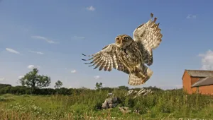 Little owl (Athene noctua) adult