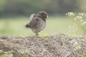 Little Owl (Athene noctua) adult