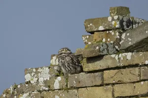 Little owl (Athene noctua) adult bird on an old brick building