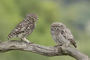 Little Owl (Athene noctua) adult and juvenile