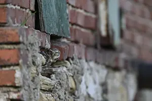 Little owl (Athene noctua) Alt-bird owl looking out of a weathered building