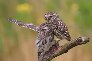 Little owl (Athene noctua) with branch