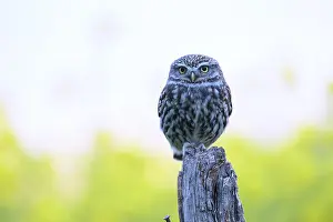 Little owl (Athene noctua) on a branch with blue background and yellow flowers
