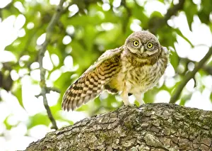 Little owl (Athene noctua) branchling