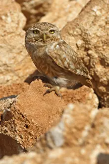 Little Owl, Athene noctua, Cheveche d'Athena