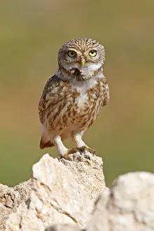 Little Owl, Athene noctua, Cheveche d'Athena