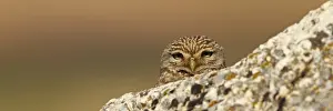 Little Owl, Athene noctua, Cheveche d'Athena