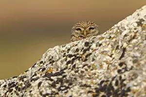Little Owl, Athene noctua, Cheveche d'Athena