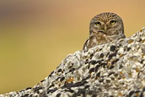Little Owl, Athene noctua, Cheveche d'Athena