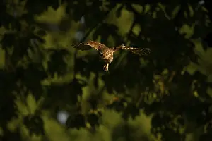 Little owl (Athene noctua), endangered species