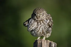 Little owl (Athene noctua) on fence post