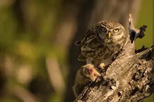 Little owl (Athene noctua) with gopher