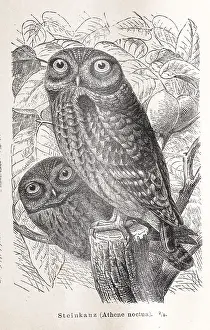 Little owl (Athene noctua), two little owls