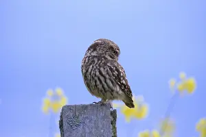 Little owl (Athene noctua) looking to the side on a branch with a blue background and yellow flowers