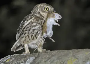 Little Owl (Athene noctua) with mouse prey