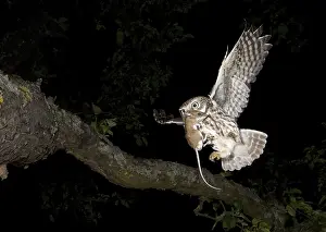 Little Owl (Athene noctua) with mouse prey