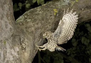 Little Owl (Athene noctua) at nest hole with young