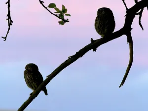 Little owl (Athene noctua) pair in the last evening light