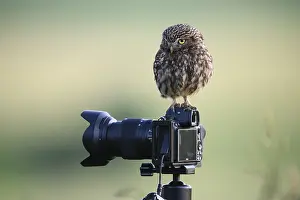 A little owl (Athene noctua) perched on a camera on a tripod in a natural environment with a green