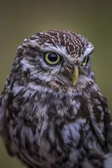 Little owl (Athene noctua) perched close-up