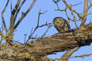 Little Owl (Athene noctua), sitting in an apple tree