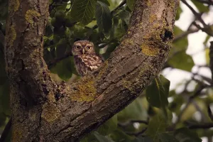 Little owl (Athene noctua) sitting in a branch fork