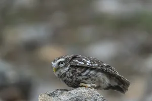 One little owl (Athene noctua) sitting on a stone inside the ruins of an ancient castle
