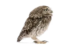 Little owl, Athene noctua, standing in profile