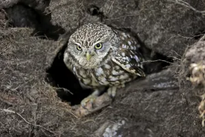 Little owl (Athene noctua), (Tyto alba)