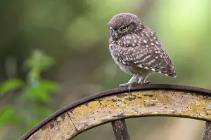 Little owl, (Athene noctua), Vechta