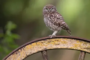 Little owl (Athene noctua), Vechta