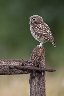 Little owl (Athene noctua), Vechta