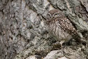 Little owl (Athene noctua), Vechta