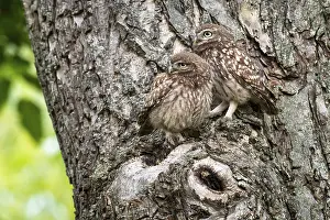 Little owl (Athene noctua), Vechta