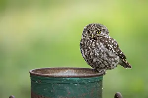 Little owl (Athene noctua), Vechta