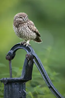Little owl (Athene noctua), Vechta