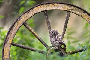 Little owl (Athene noctua), Vechta