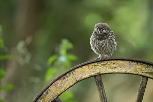 Little owl (Athene noctua), Vechta