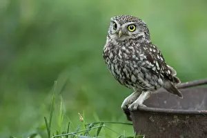 Little owl (Athene noctua), Vechta
