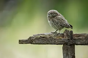 Little owl (Athene noctua), Vechta