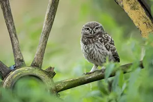 Little owl (Athene noctua), Vechta