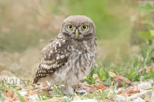 Little owl (Athene noctua) young bird standing on the ground