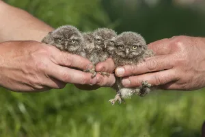 Little Owl, chick (Athena noctua)