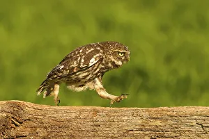 Little Owl, little owls (Athene noctua)