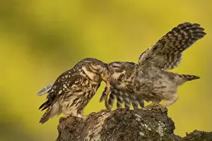 Two Little owls (Athene noctua)