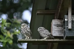Two little owls (Athene noctua)
