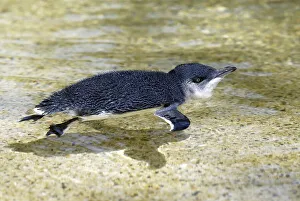 Little Penguin (Eudyptula minor)