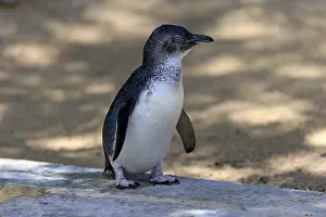 Little penguin (Eudyptula minor)