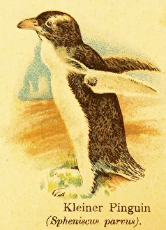 Little penguin (Spheniscus parvus) or (Spheniscidae) seabird