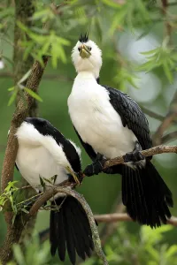Little Pied Cormorant, Little Shag or Kawaupaka (Phalacrocorax melanoleucos)